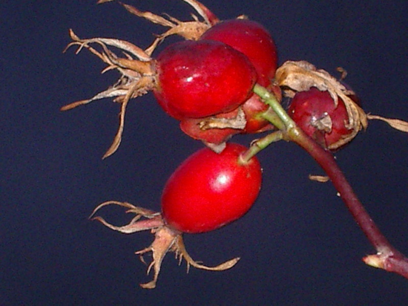 Rosso d''autunno